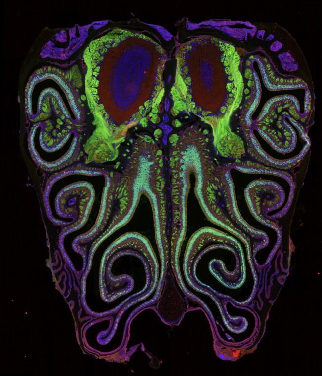 Fluorescence microscope cross‑section of a mouse nose, viewed head‑on against a black background. The intricate scroll‑like nasal turbinates fill the image in mirrored left‑right symmetry, outlined in bright neon colors—greens, purples, and blues—with two large oval nasal cavities glowing red and purple near the top. The colored bands highlight layers of the nasal epithelium and surrounding tissue. Credit: Datta Lab.