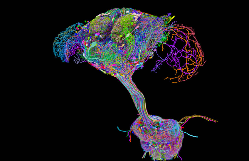 Alt text:   A vivid 3D map of a fruit fly’s nervous system, showing a dense, multicolored brain at the top connected by a thick bundle of glowing fibers to a rounded cluster of the body’s nerve centers below, all on a black background.