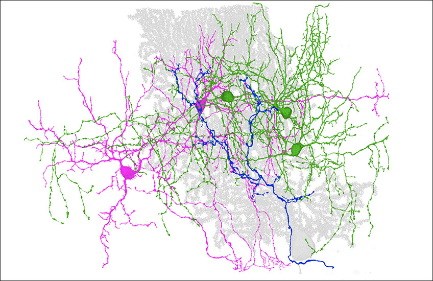 Serial electron-microscope image showing a gray cerebellar Purkinje cell, a blue climbing fiber, and branching molecular layer interneurons (MLI1 and MLI2) in green and magenta. Image: Santos-Valencia F, Lackey EP, Norton A, et al., Nature (2026).