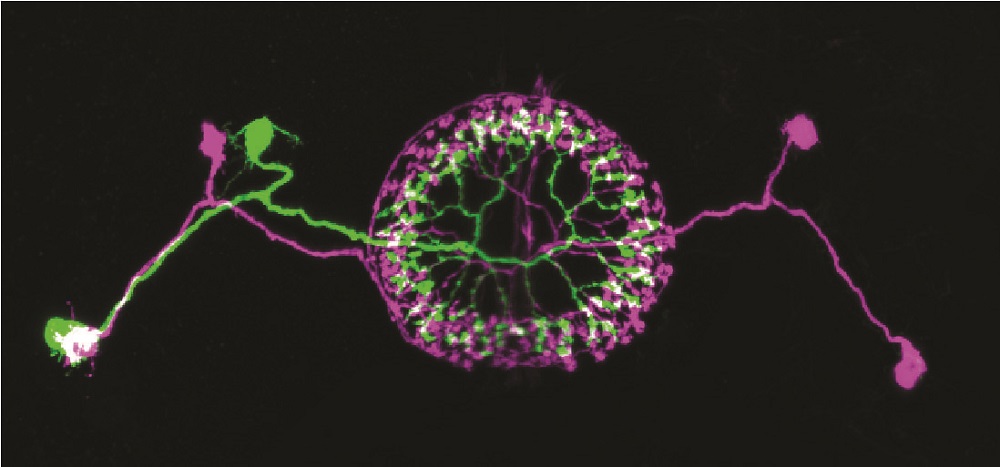 Multicolor FlpOut clones of Drosophila ellipsoid body ring neurons (Isabel D’Alessandro, Wilson lab, HMS)