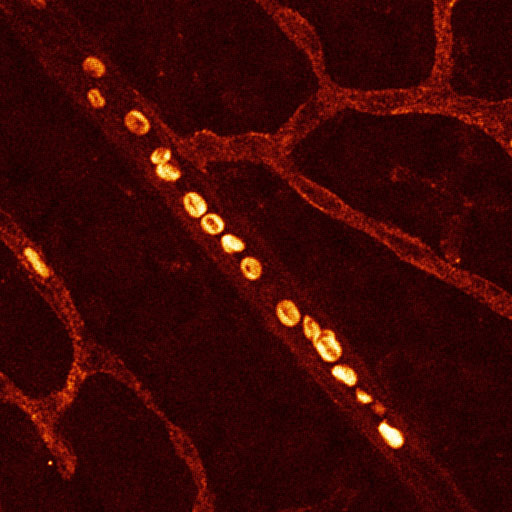 Red blood cells in retina vasculature (Swathi Ayloo, Gu lab, HMS)